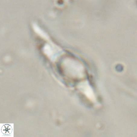 Rhomboaster digitalis VR 29235