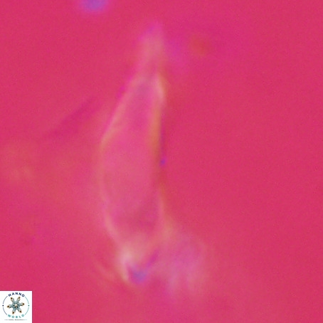 Rhomboaster digitalis VR 29241