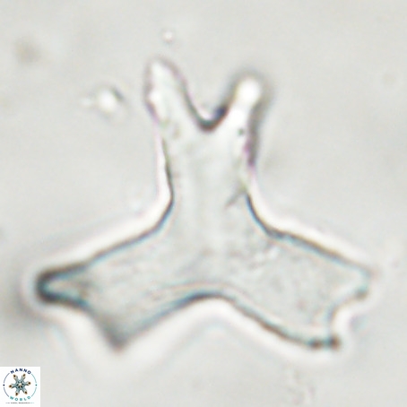 Rhomboaster digitalis VR 29250