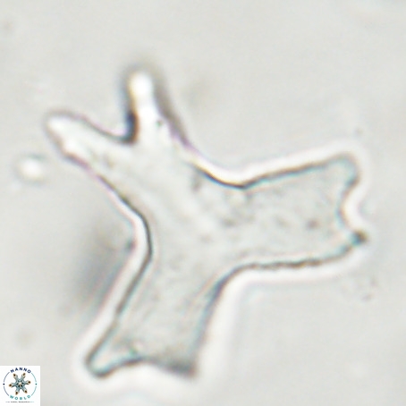 Rhomboaster digitalis VR 29251