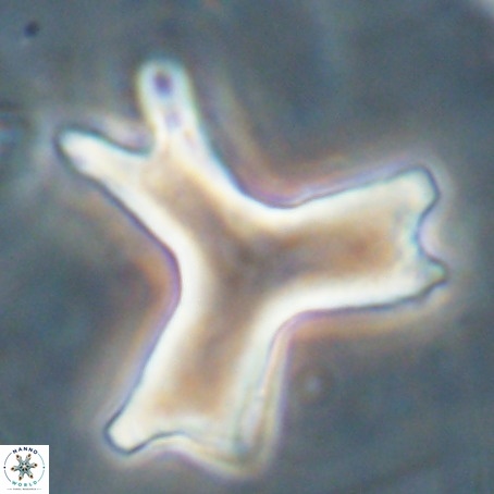 Rhomboaster digitalis VR 29255