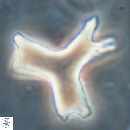 Rhomboaster digitalis VR 29256