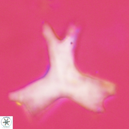 Rhomboaster digitalis VR 29259