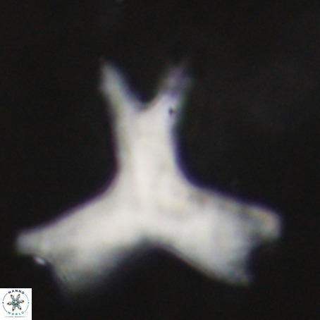 Rhomboaster digitalis VR 29260