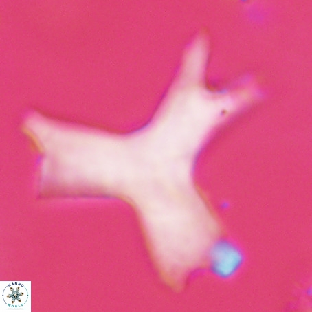 Rhomboaster digitalis VR 29263