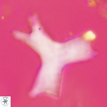 Rhomboaster digitalis VR 29267