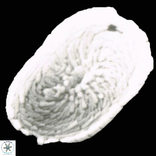 Rhabdosphaera base 1113 1