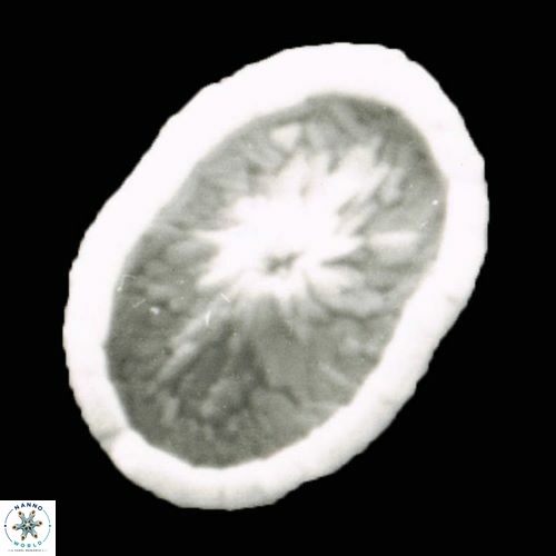 Rhabdosphaera base 1327 5
