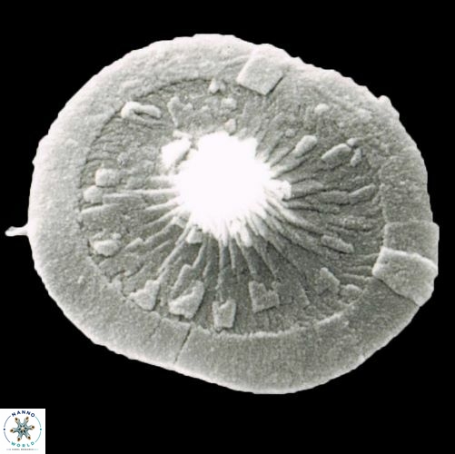 Rhabdosphaera base 1466 16