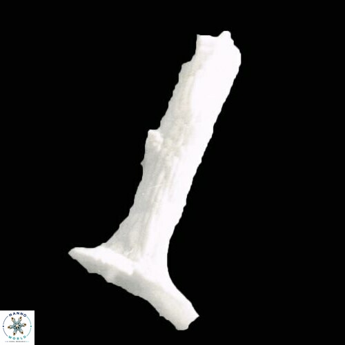 Rhabdosphaera clavigera 914 33