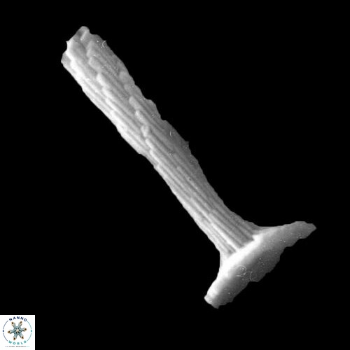 Rhabdosphaera clavigera 925 9