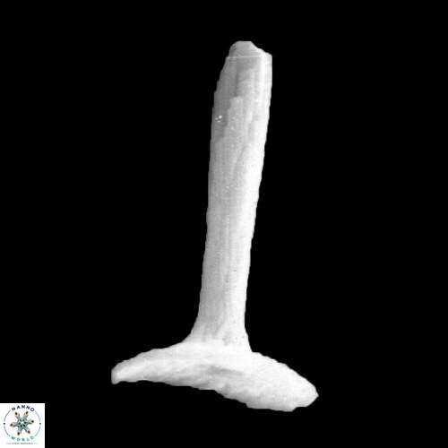 Rhabdosphaera clavigera 1011 10