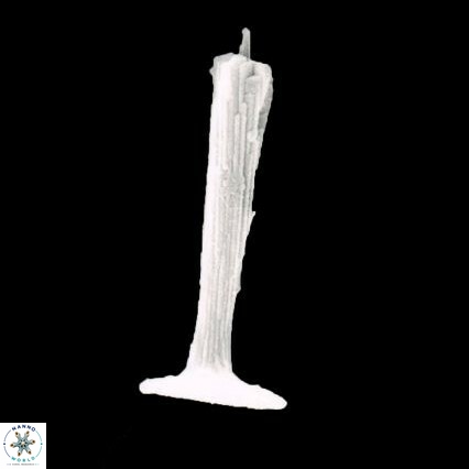 Rhabdosphaera clavigera 1466 20