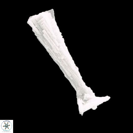 Rhabdosphaera clavigera 1466 21