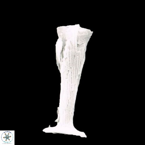 Rhabdosphaera clavigera 1466 30