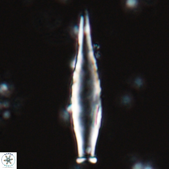 Rhabdosphaera inflata 25876