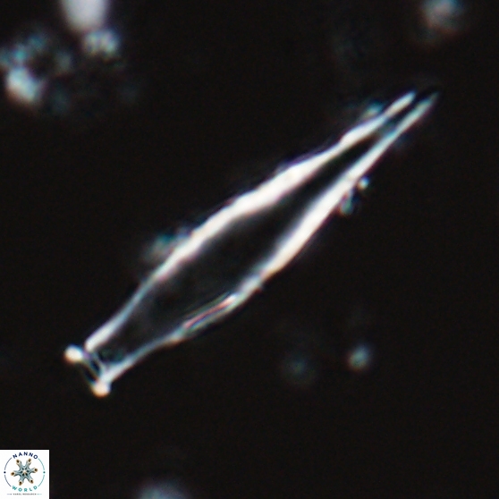 Rhabdosphaera inflata 25880