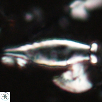 Rhabdosphaera inflata VR 025125