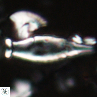 Rhabdosphaera inflata VR 025126