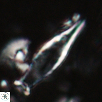 Rhabdosphaera inflata VR 025128
