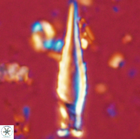 Rhabdosphaera inflata VR 02637