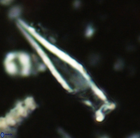 Rhabdosphaera inflata VR 02639