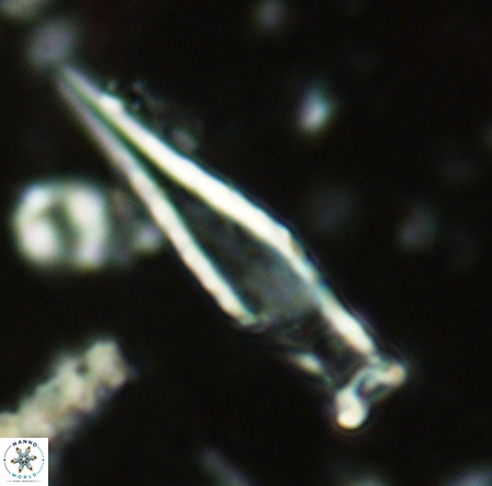 Rhabdosphaera inflata VR 02639