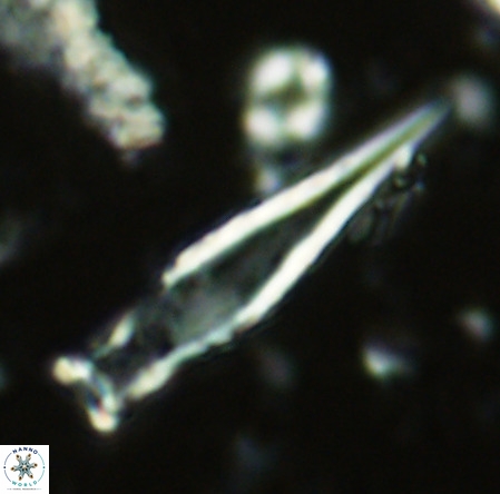 Rhabdosphaera inflata VR 02640
