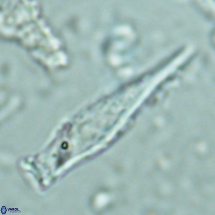Rhabdosphaera inflata VR 02642