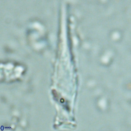 Rhabdosphaera inflata VR 02643
