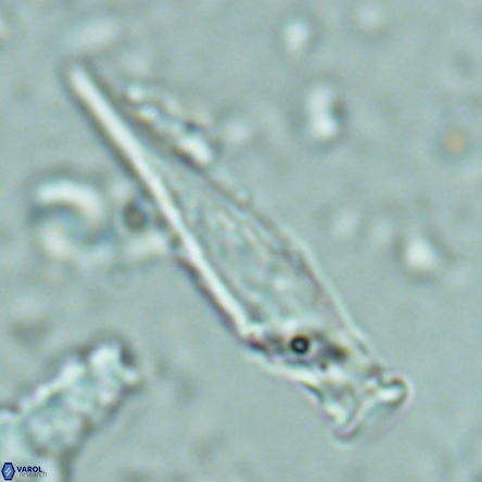 Rhabdosphaera inflata VR 02645
