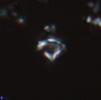 Rhabdosphaera poculii 22708