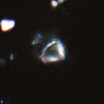 Rhabdosphaera poculii 22709