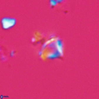 Rhabdosphaera poculii 22710