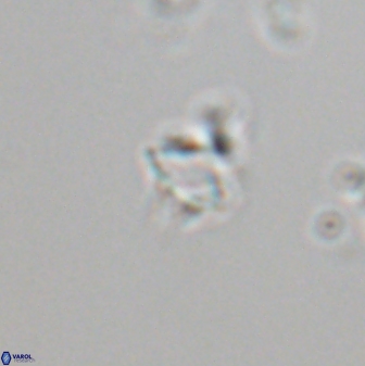 Rhabdosphaera poculii 22711