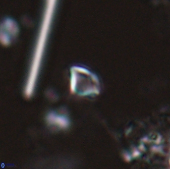 Rhabdosphaera poculii 27597