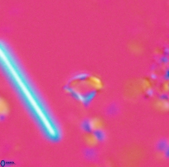 Rhabdosphaera poculii 27599