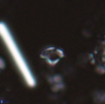 Rhabdosphaera poculii 27600