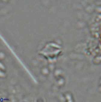 Rhabdosphaera poculii 27604