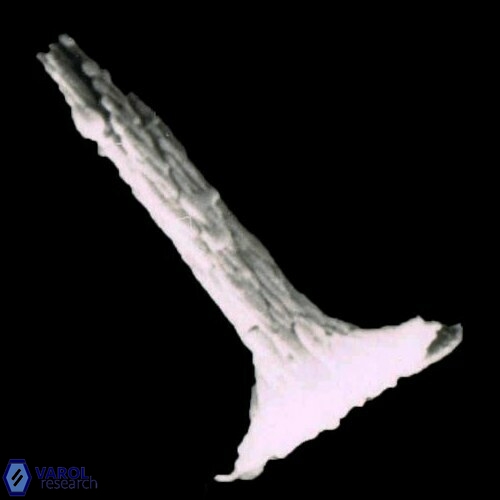 Rhabdosphaera stylifera