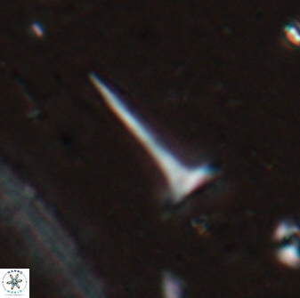 Rhabdosphaera siccus 29903