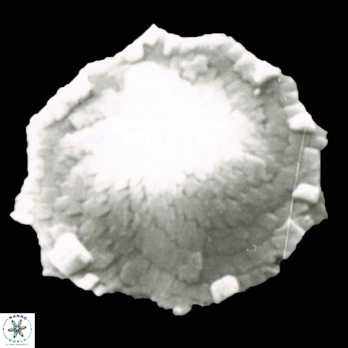 Rhabdosphaera 1264 18 anba