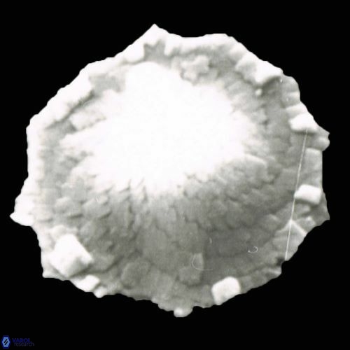 Rhabdosphaera 1264 18 anba