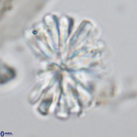 Rigaudia multiradiata VR 03485