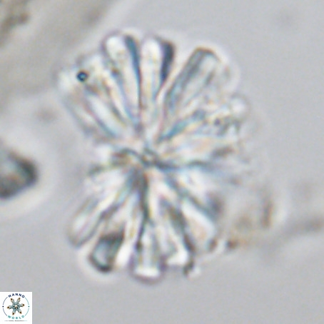 Rigaudia multiradiata VR 03485