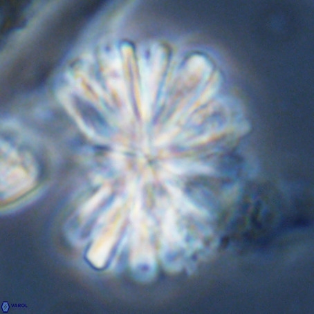 Rigaudia multiradiata VR 03486