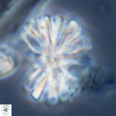 Rigaudia multiradiata VR 03486