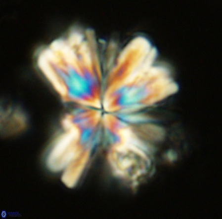 Rigaudia multiradiata VR 03489