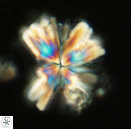 Rigaudia multiradiata VR 03489