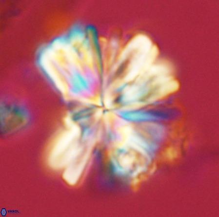 Rigaudia multiradiata VR 03490